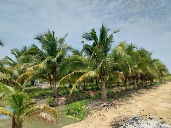 ขายที่ดิน1-2-11 ไร่ พร้อมสวนมะพร้าวน้ำหอม บ้านไม้เต็งทั้งหลัง   อ.บ้านแพ้ว สมุทรสาคร  ZW164